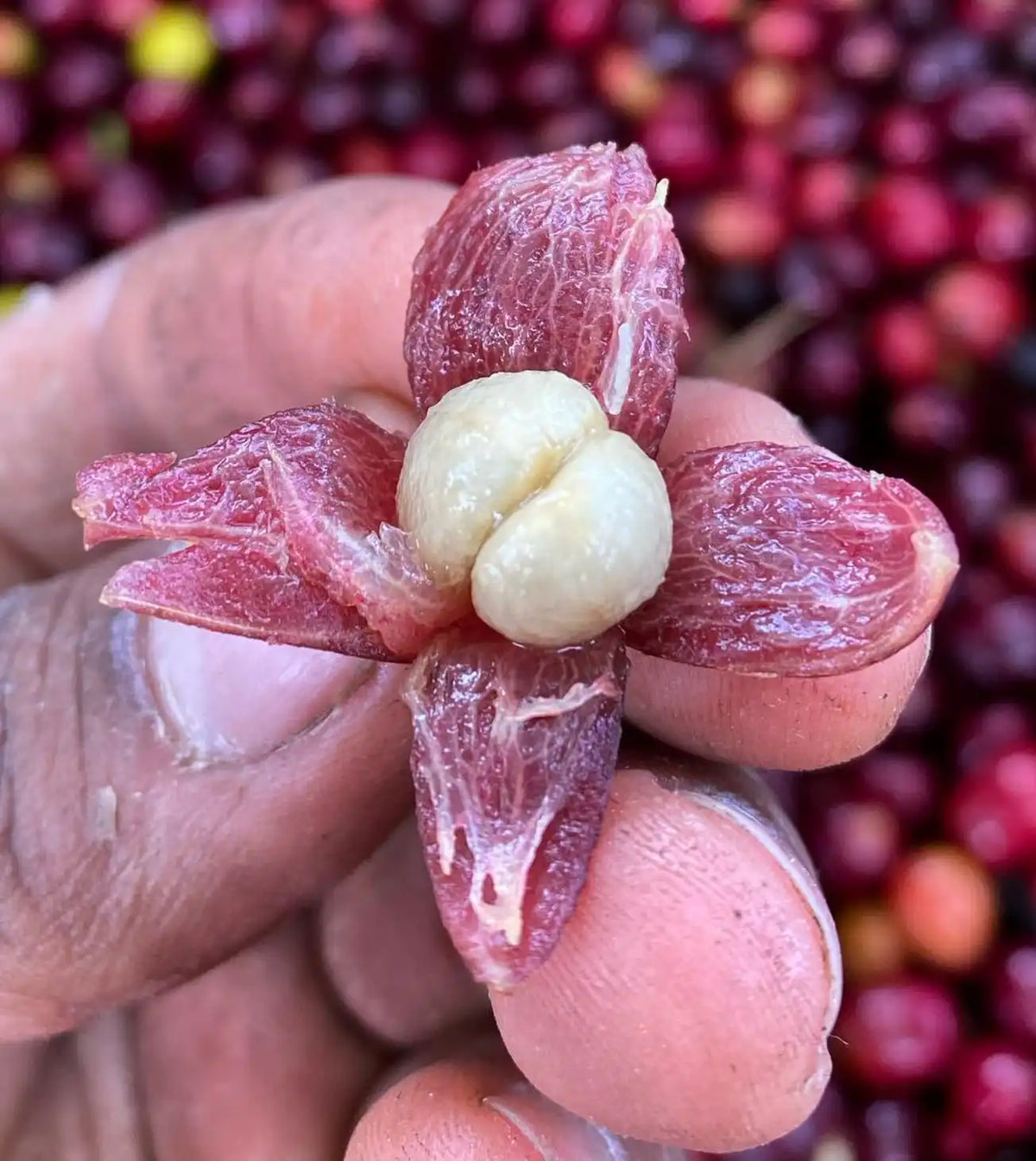 Archive: Colombia Los Nogales Yellow Bourbon